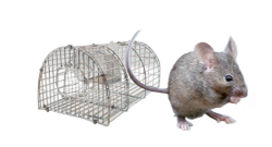 Trampa para ratones y ratas